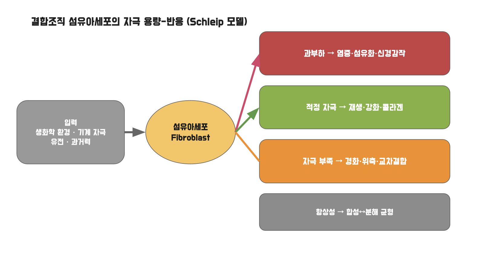 결합조직 섬유아세포의 자극 용량-반응 모델 (Schleip)
